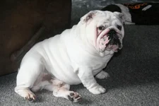 Day 51 and Chesty is waiting 009.webp