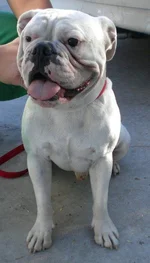 dozer.webp