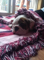 piggy in a blanket.webp
