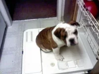 buster dishes.webp