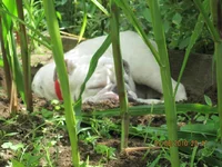 horse in garden 007.webp