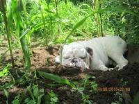 horse in garden 009.webp