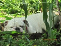 horse in garden 001.webp
