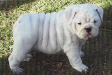 mandy puppy..jpg