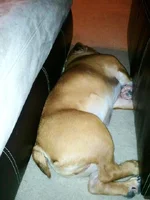 sleeps.webp