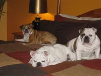 furbabies 035.webp