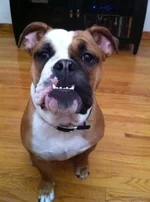 ImageUploadedByTapatalk1306956452.683685.webp