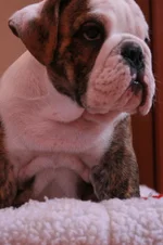 Truman5.webp