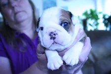 Chesty's puppies 005.webp