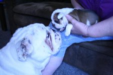 Chesty's puppies 004.jpg