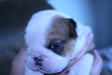 Chesty's puppies 007.jpg