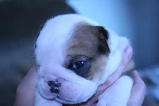 Chesty's puppies 007.webp