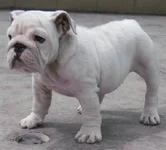 11 weeks 021R.webp