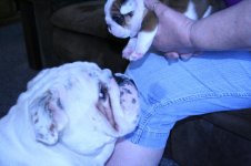 Chesty's puppies 003.jpg