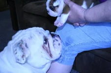 Chesty's puppies 003.webp