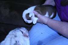 Chesty's puppies 002.jpg