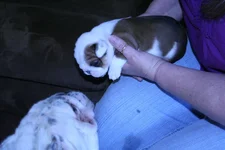 Chesty's puppies 002.webp