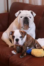 Truman13.webp