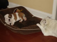 he and lola b4 nap.jpg he and lola b4 nap.jpg