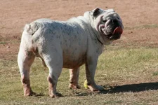 Dog9.webp