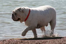 Dog3.webp