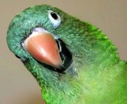 conure close up.jpg