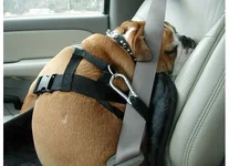 mange.webp