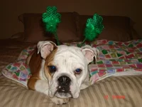 St Patricks Lucy .webp
