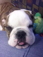 Truman16.webp