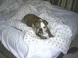 th_Vegas002.webp