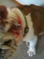 wounds 011.jpg