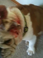 wounds 011.webp
