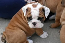 waylon.webp
