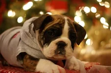 Jozi5 1223.webp