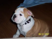 100_0309.webp