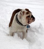 snowpup3.jpg