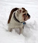 snowpup3.webp