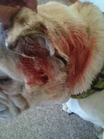 wounds 012.webp