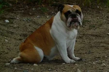 Daisy 4.webp