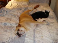 Dempsey & BooBoo2.webp