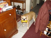 Dempsey - Bad to the Bone.webp