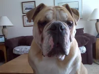 Dempsey McCann 6.webp