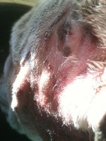 wounds 014.jpg
