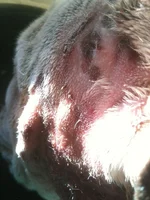 wounds 014.webp