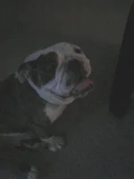 lilly3.webp