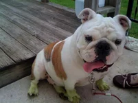 Grassy Penelope.webp