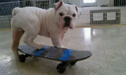 Bubba.webp