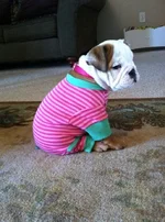 Delilah in her jammies.webp