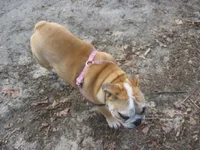 daphne 570.webp