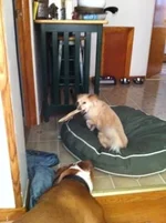 ImageUploadedByTapatalk1308014254.947254.webp